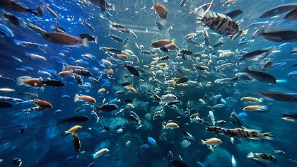 Illustration Conférence des océans : où sont les criminels ?